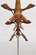 wandelende tak (extatosoma tiaratum)